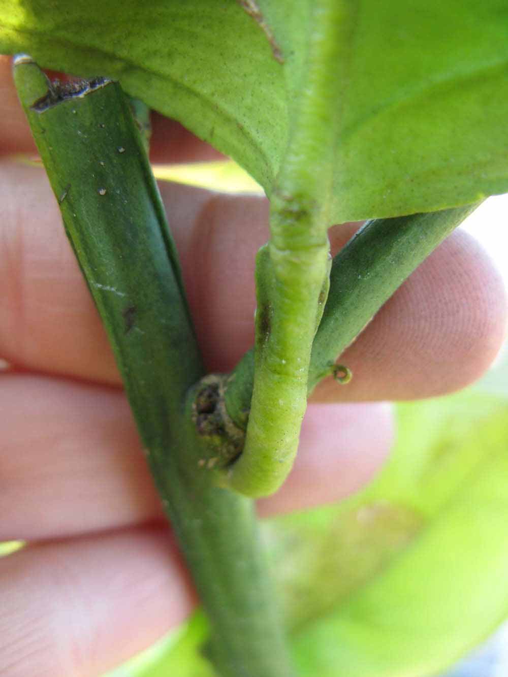              Petiole (Winter Haven, FL)       